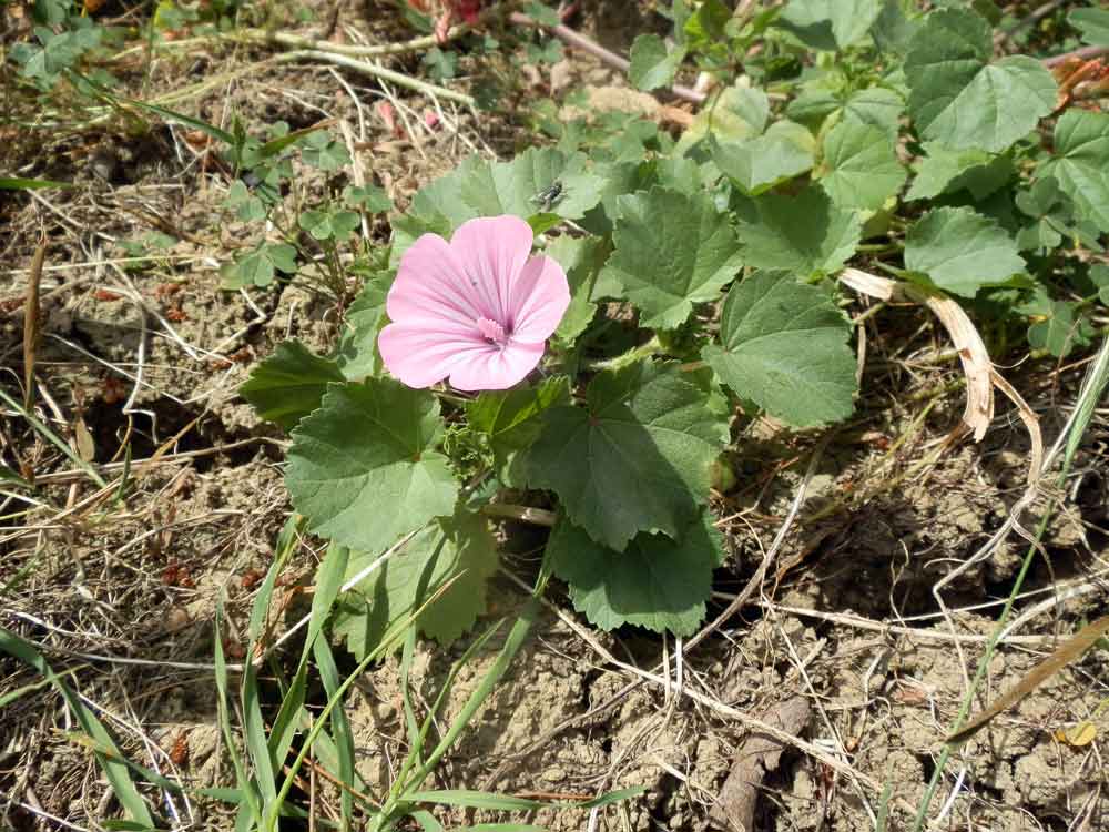 Malva trimestris - Sicilia