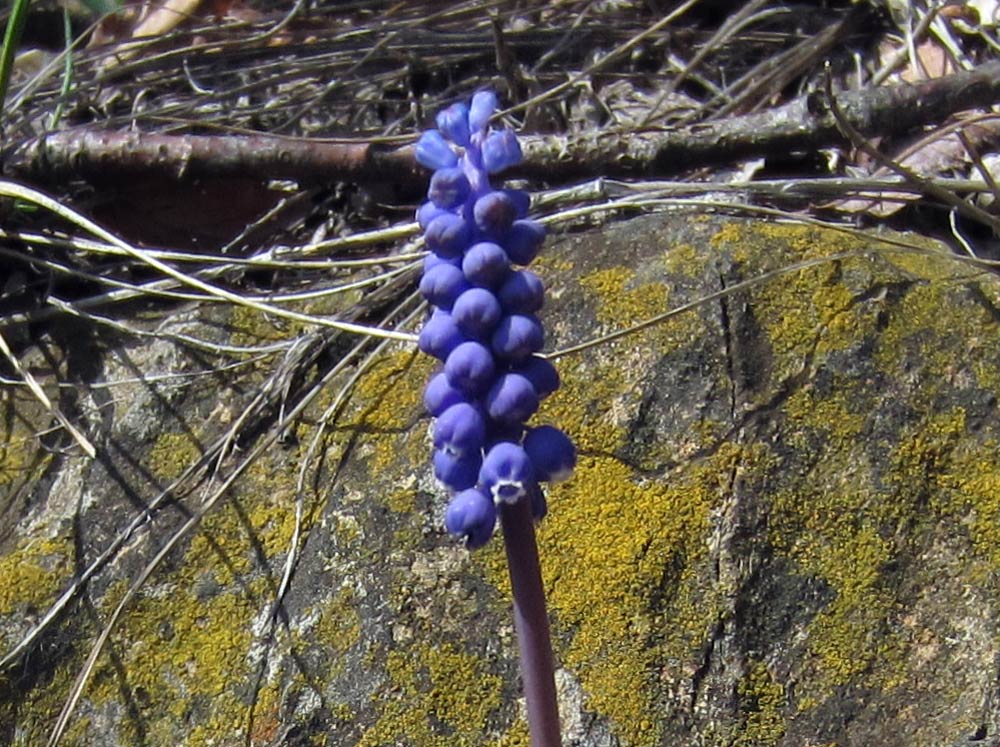 Valsusa: Muscari botryoides