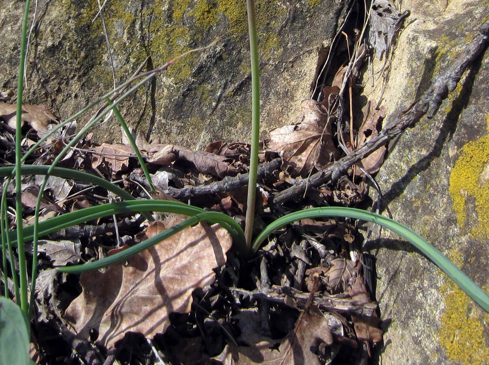 Valsusa: Muscari botryoides