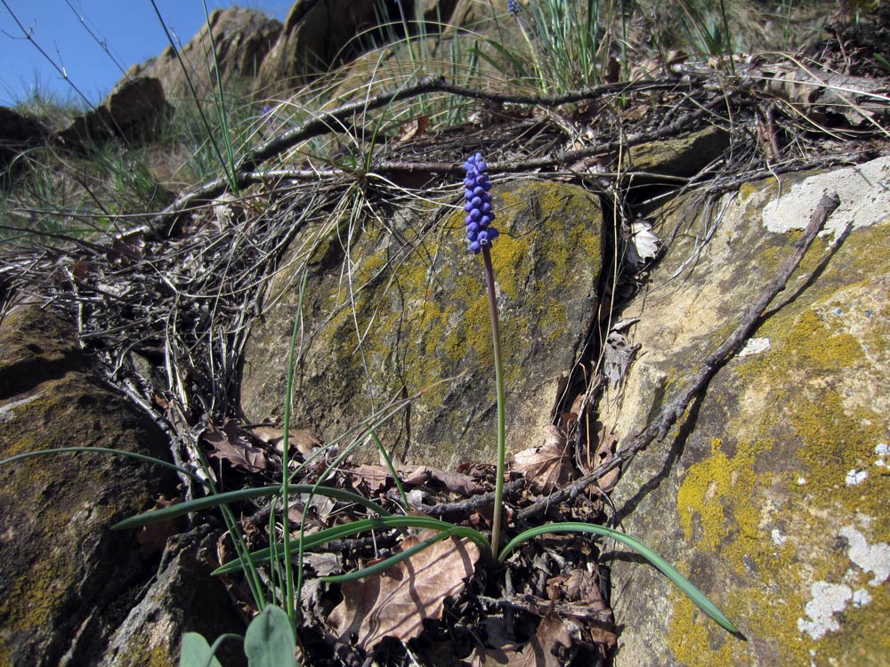 Valsusa: Muscari botryoides