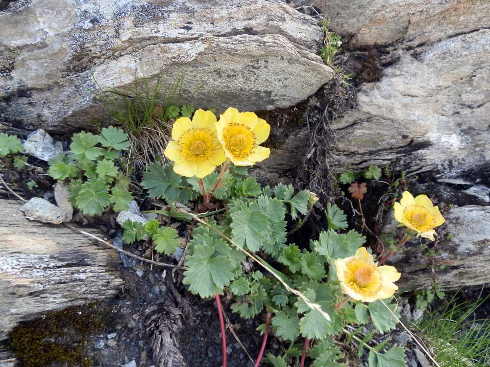 Geum reptans