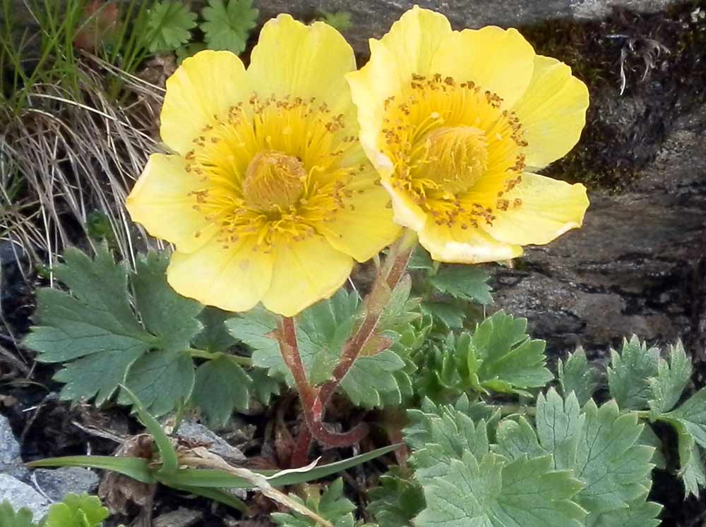 Geum reptans