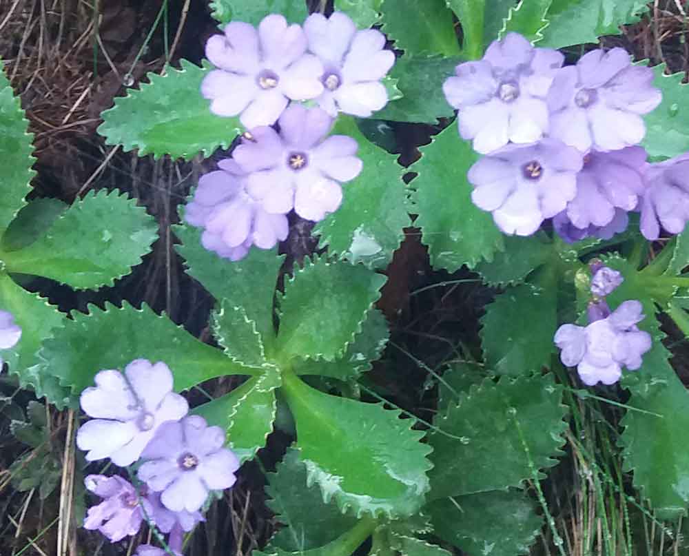 Primula marginata / Primula impolverata