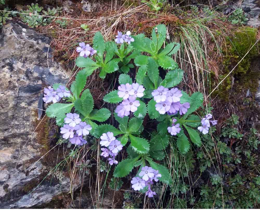 Primula marginata / Primula impolverata