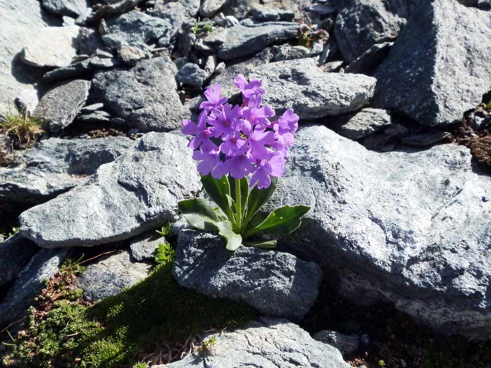 Monviso 2 - Primula cfr. latifolia