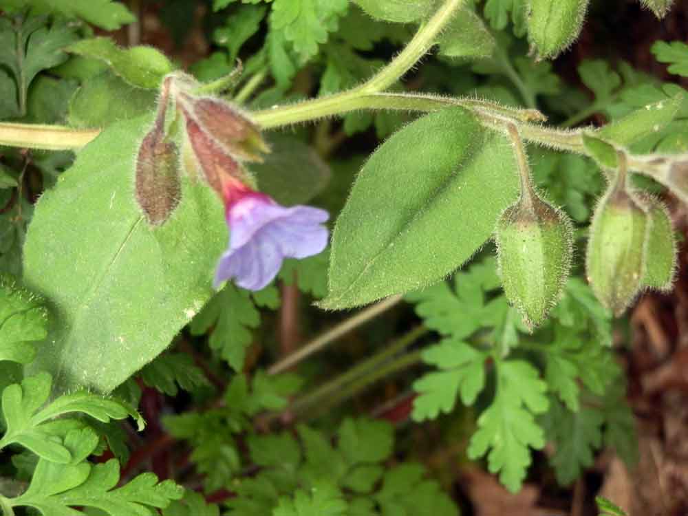 Pulmonaria hirta / Polmonaria chiazzata