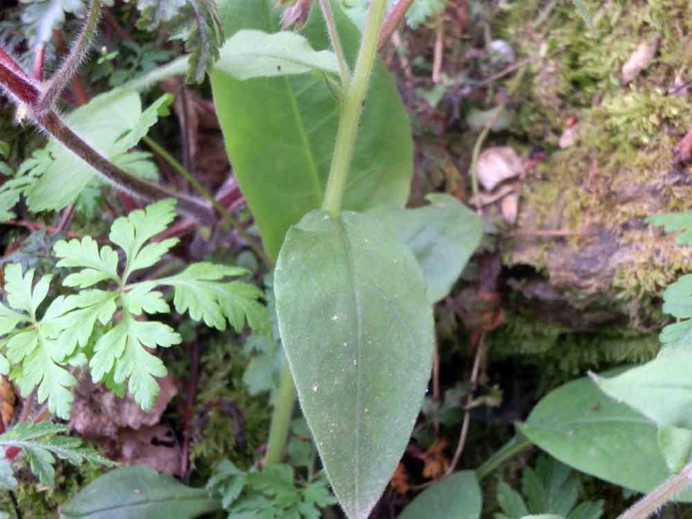 Pulmonaria hirta / Polmonaria chiazzata