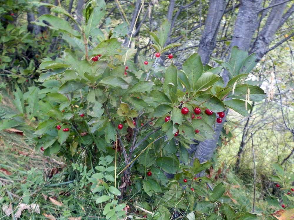 Valpelline - Lonicera alpigena