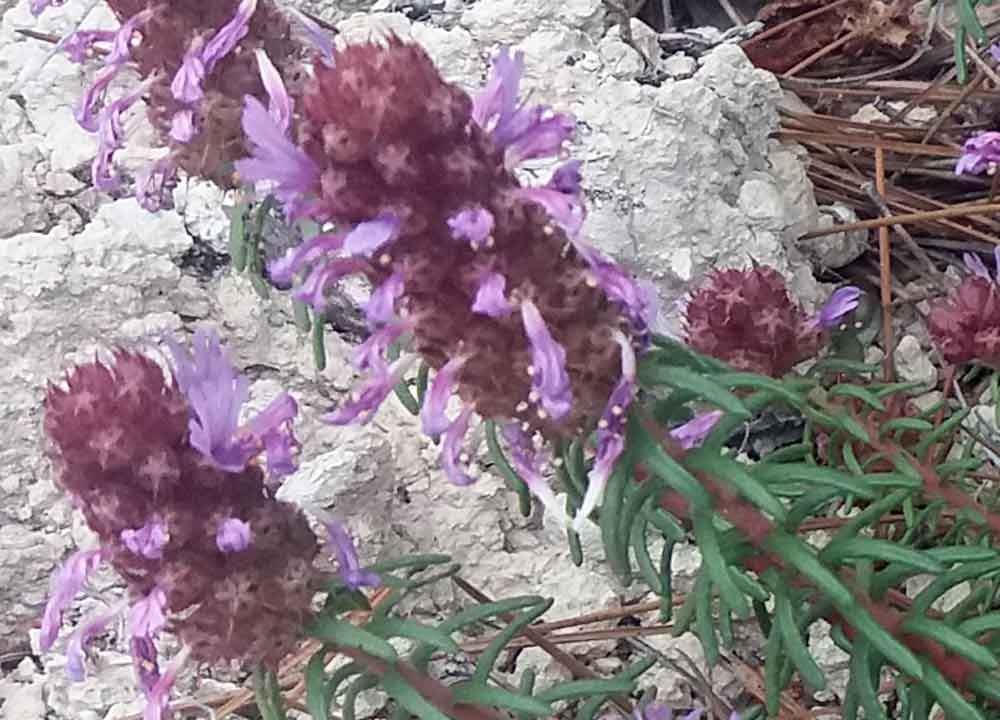 Coris monspeliensis subsp. monspeliensis  (Primulaceae)