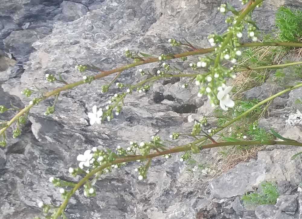 Alpi liguri - Saxifraga callosa