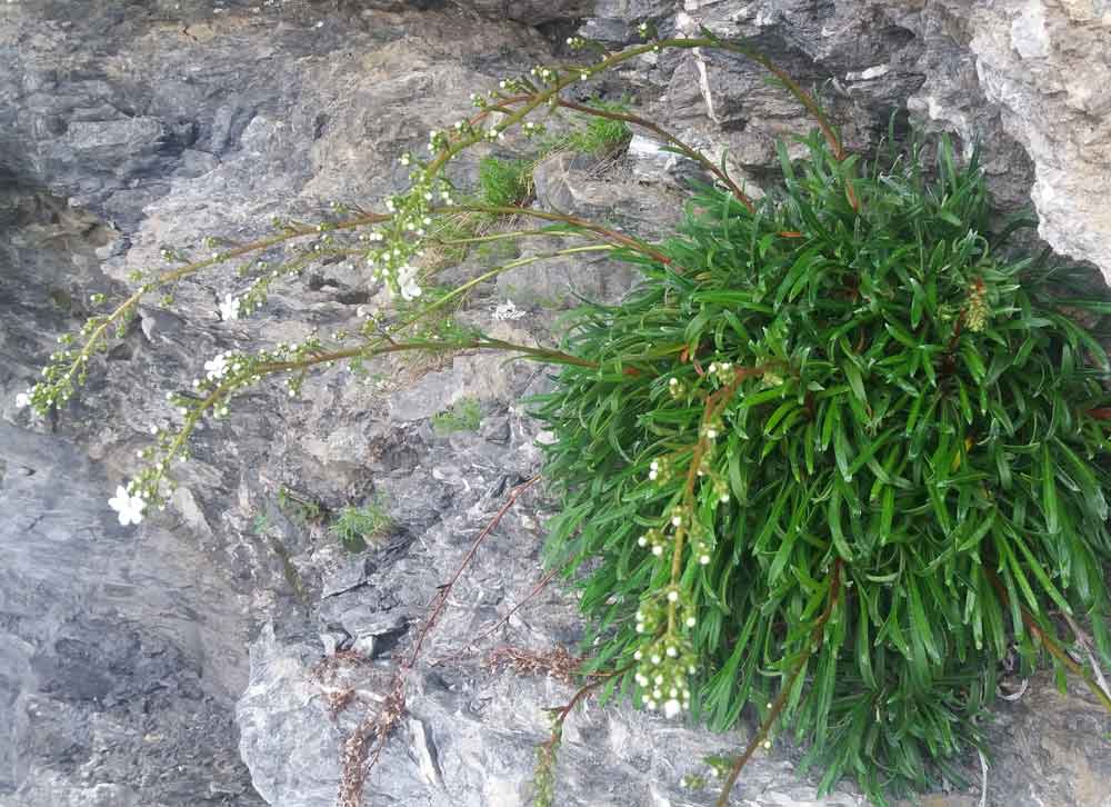 Alpi liguri - Saxifraga callosa