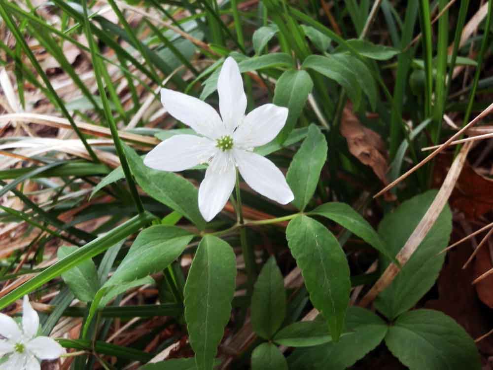 Anemonoides trifolia subsp. brevidentata / Anemone con denti brevi