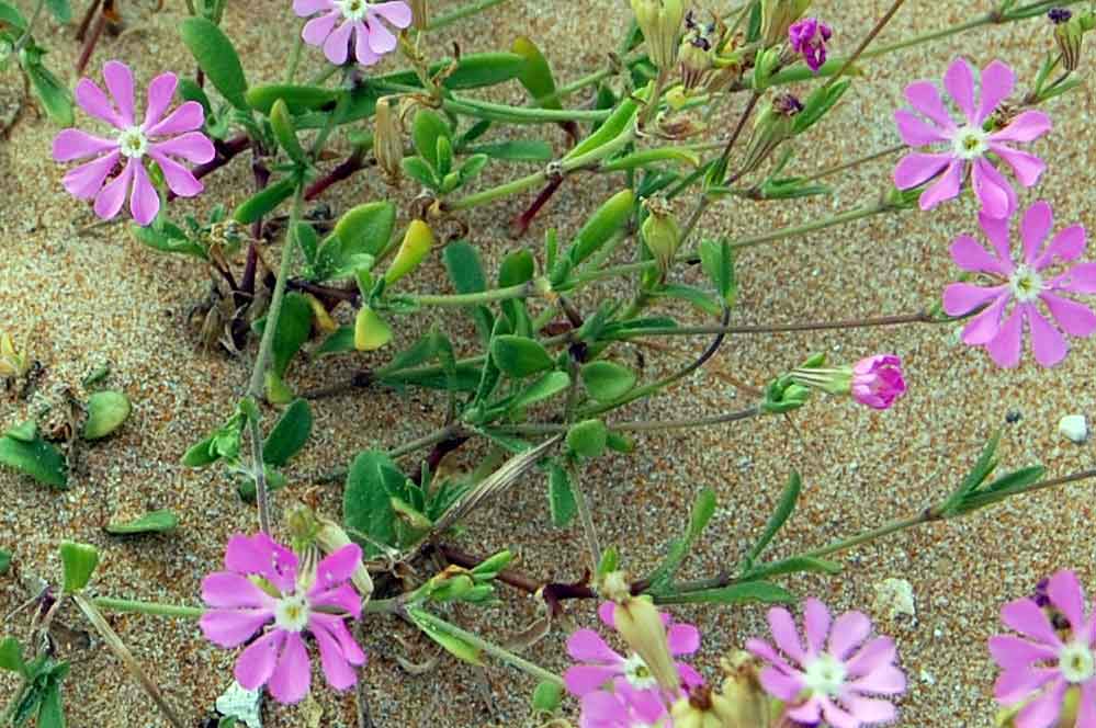 Silene colorata / Silene colorata