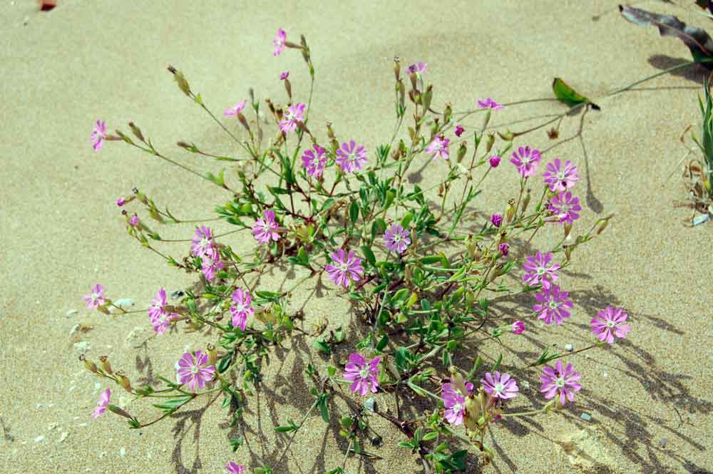 Silene colorata / Silene colorata