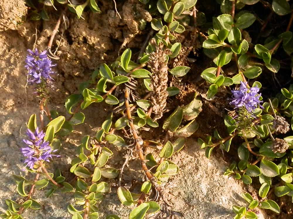 Monviso - Veronica allionii