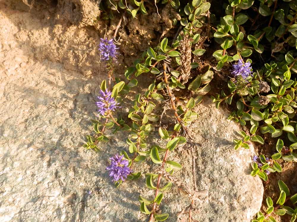 Monviso - Veronica allionii