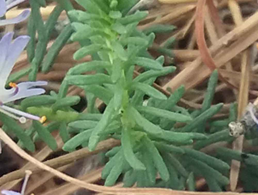 pianta costiera Liguria - Coris monspeliensis