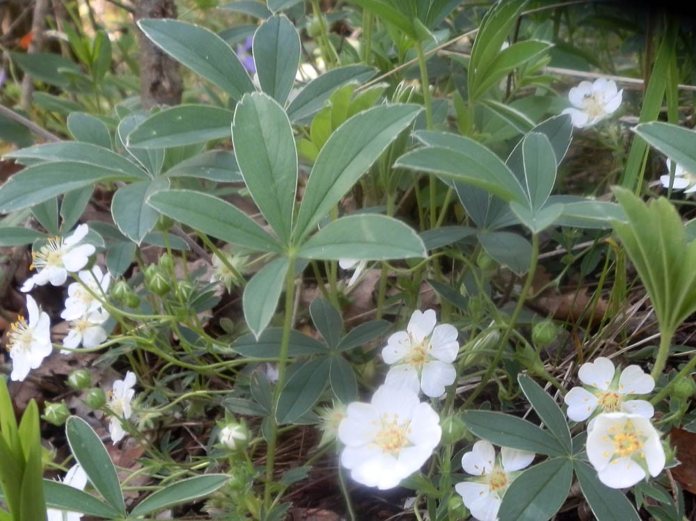 Potentilla alba / Cinquefoglia bianca