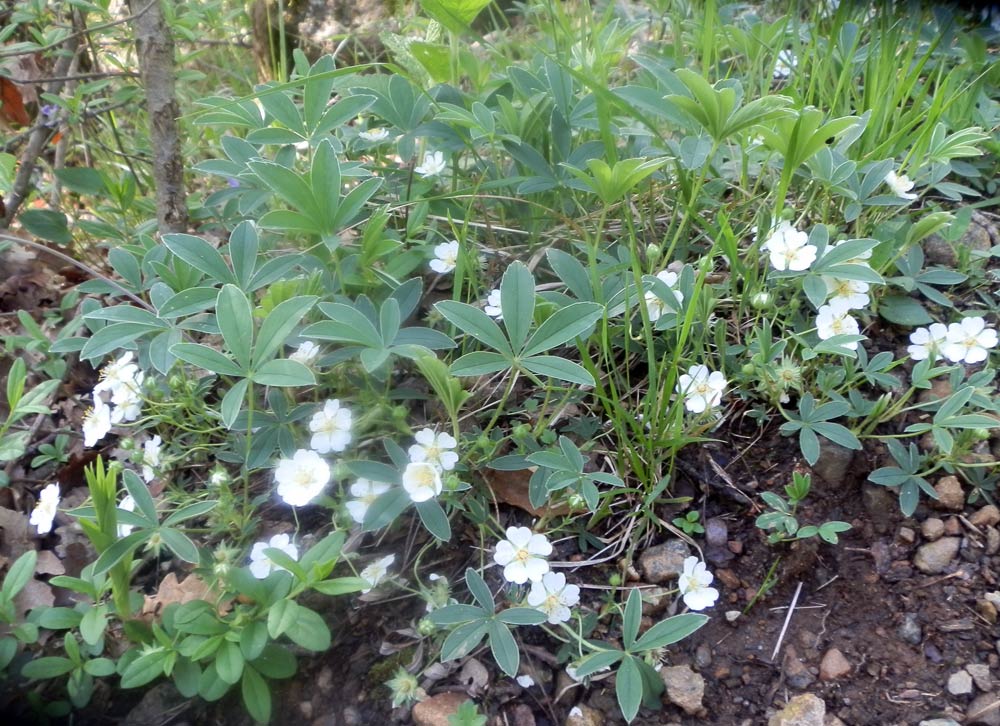 Potentilla alba / Cinquefoglia bianca