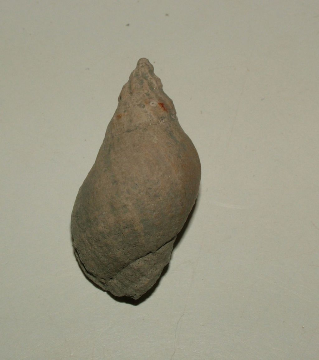 Nucella monacanthos