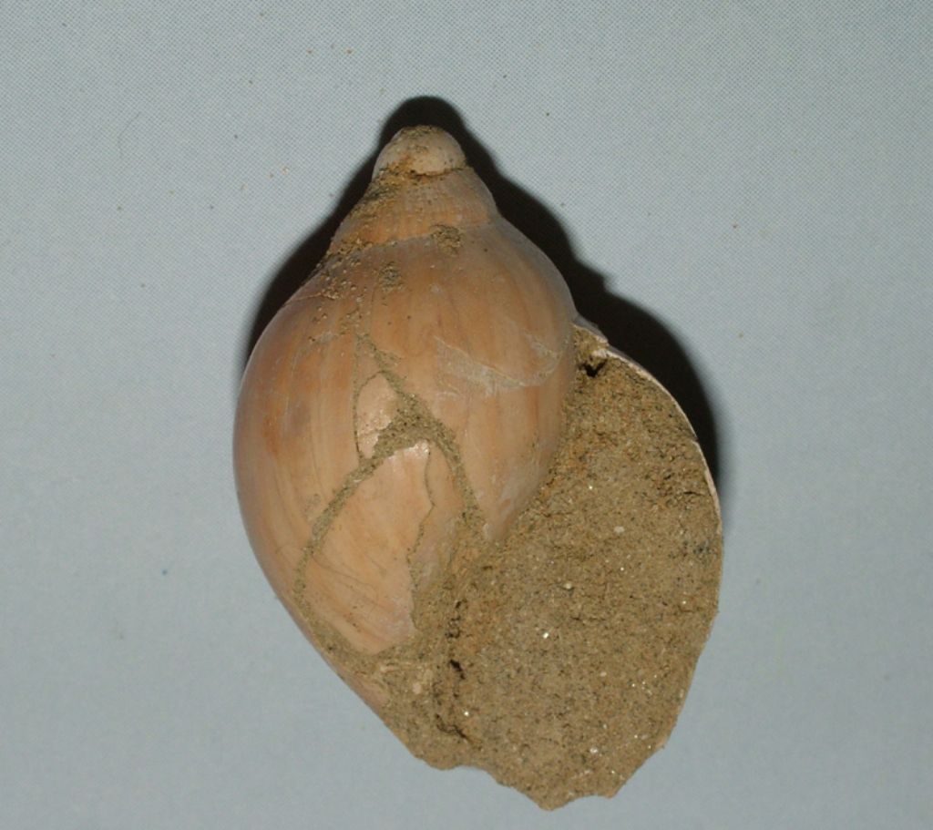 Ampulla priamus