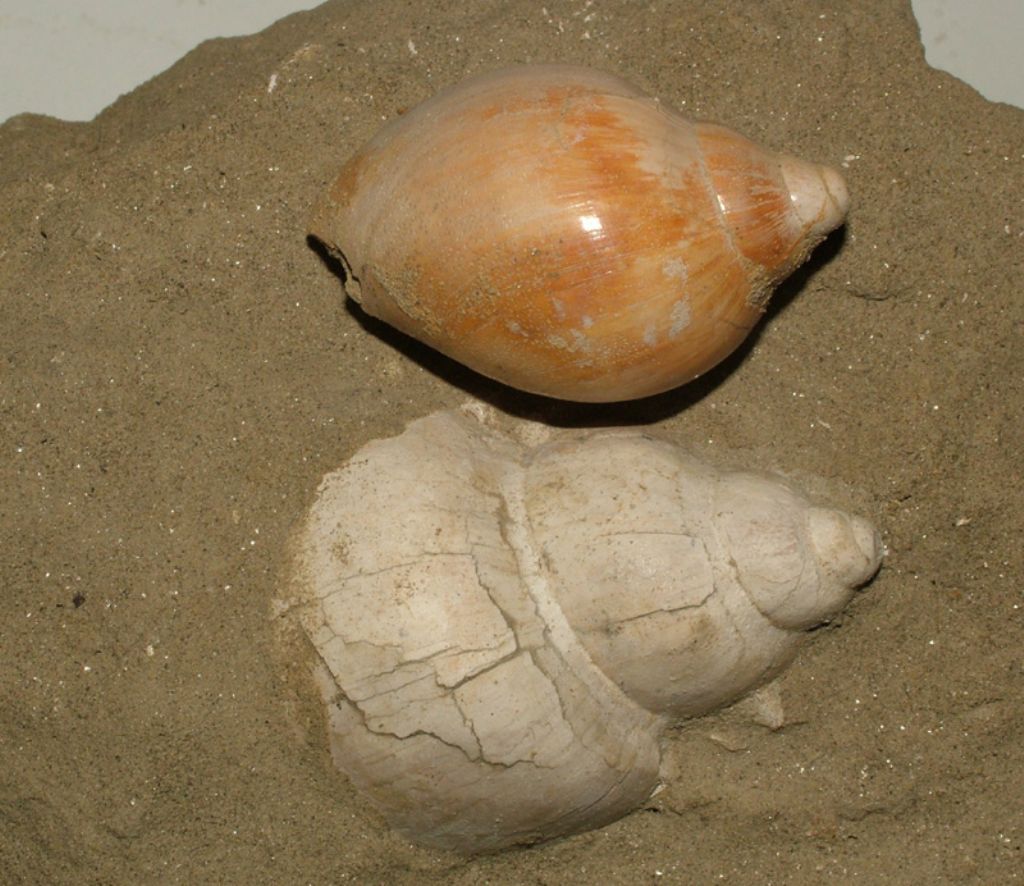 Ampulla priamus