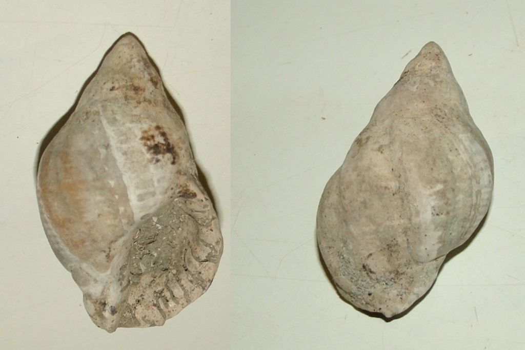 Nucella monacanthos