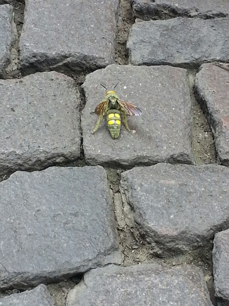 Megascolia maculata flavifrons (Scoliidae)