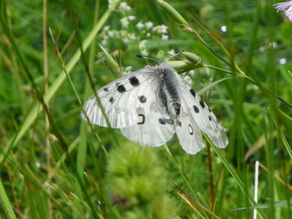 Parnassius