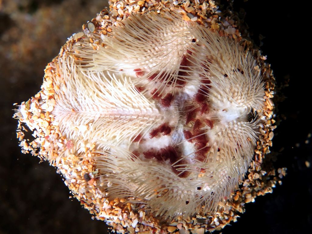 Echinocardium cf. mediterraneum da Minorca