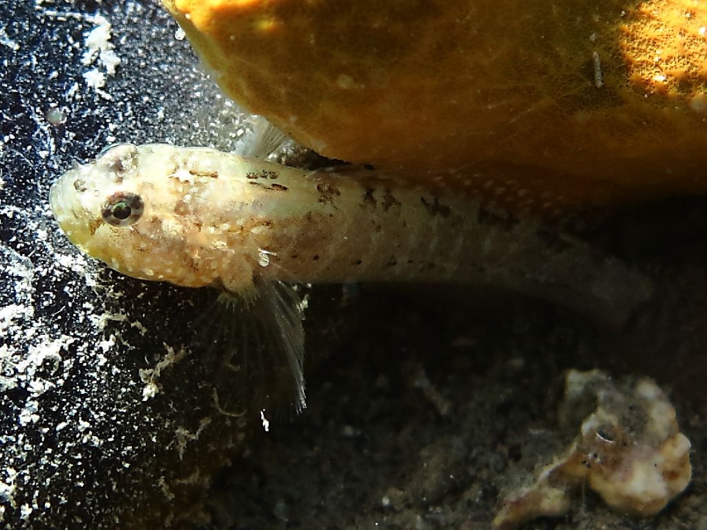 Piccolo ghiozzo da identificare (Zebrus zebrus o Millerigobius macrocephalus)