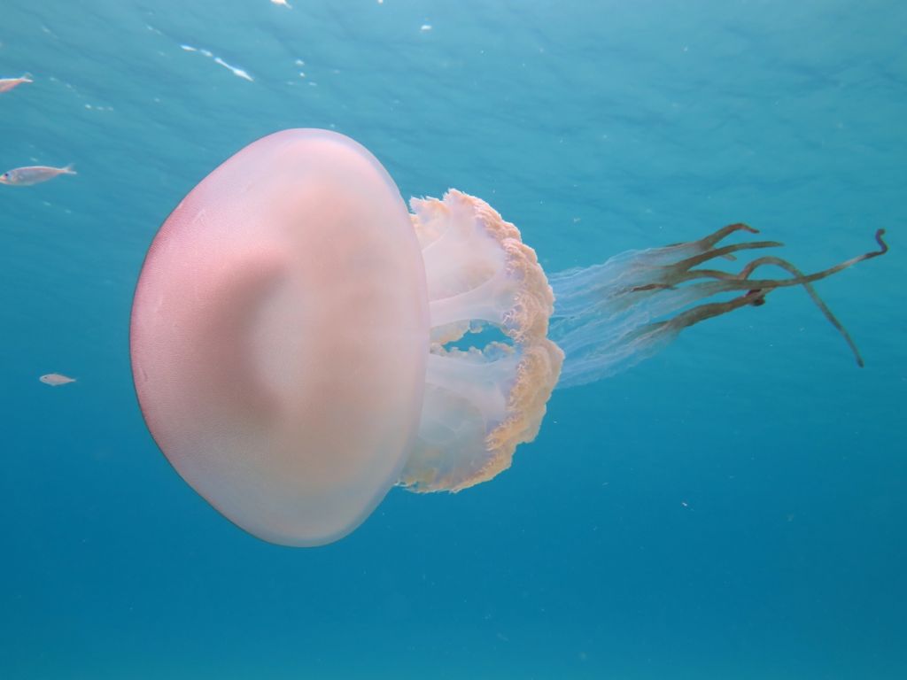 Rhizostoma luteum da Formentera