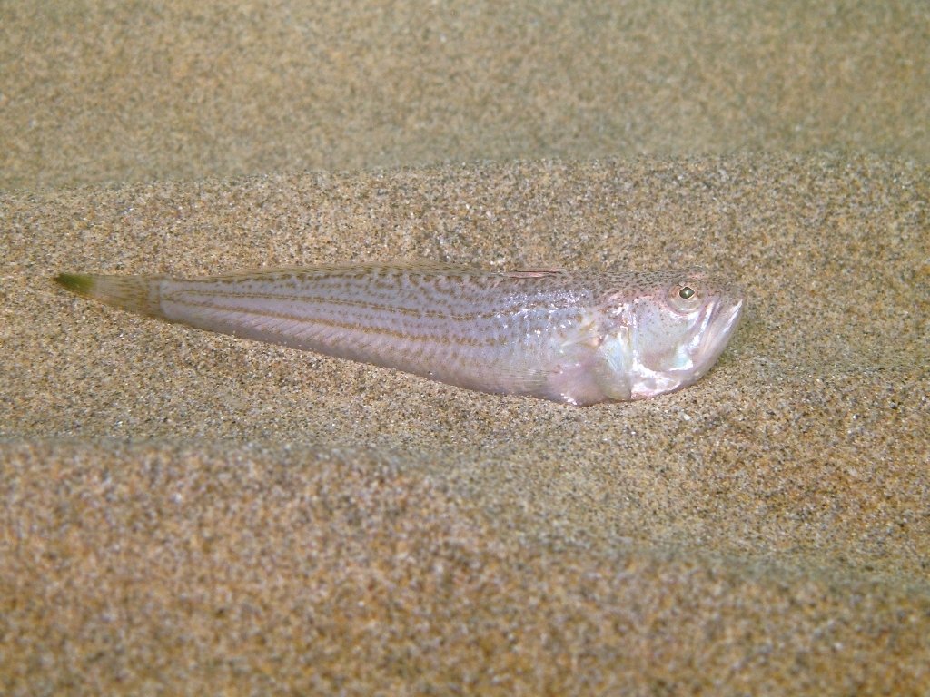 Echiichthys vipera (Cuvier, 1829)