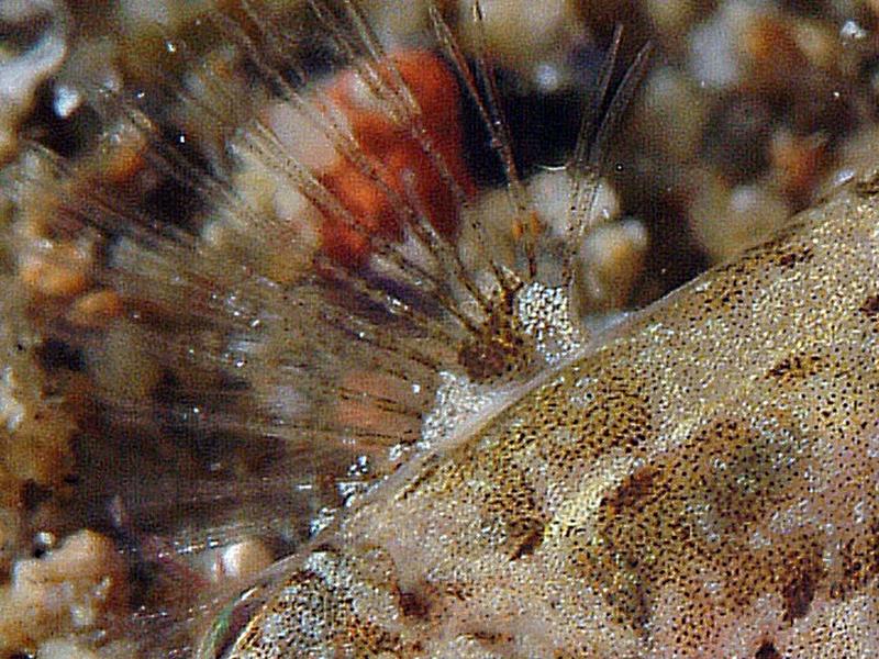 Piccolo ghiozzo da identificare (Zebrus zebrus o Millerigobius macrocephalus)