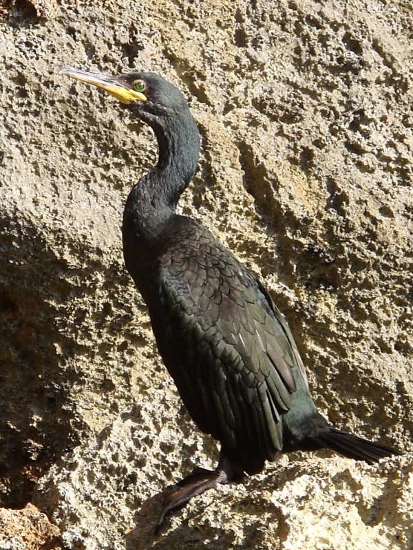 Marangoni dal ciuffo (Phalacrocorax aristotelis desmarestii)