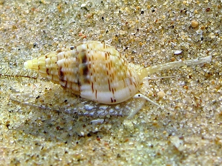 Nassarius cuvieri