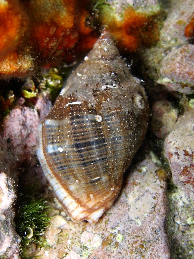 Giovani Stramonita haemastoma