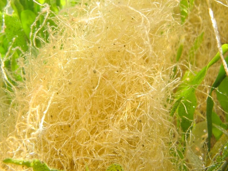 Alga a forma di matassa?