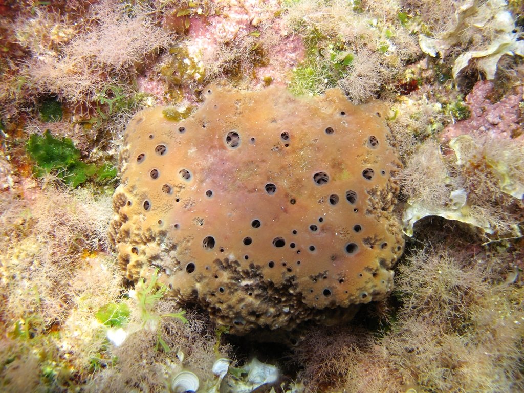 Ircinia sp.