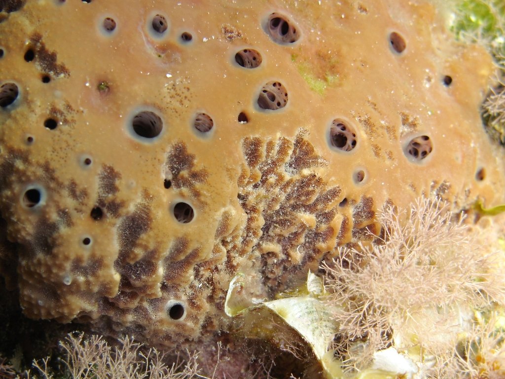 Ircinia sp.