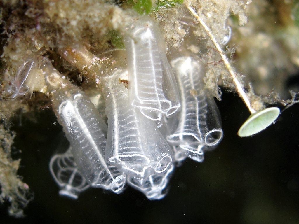 Clavelina lepadiformis