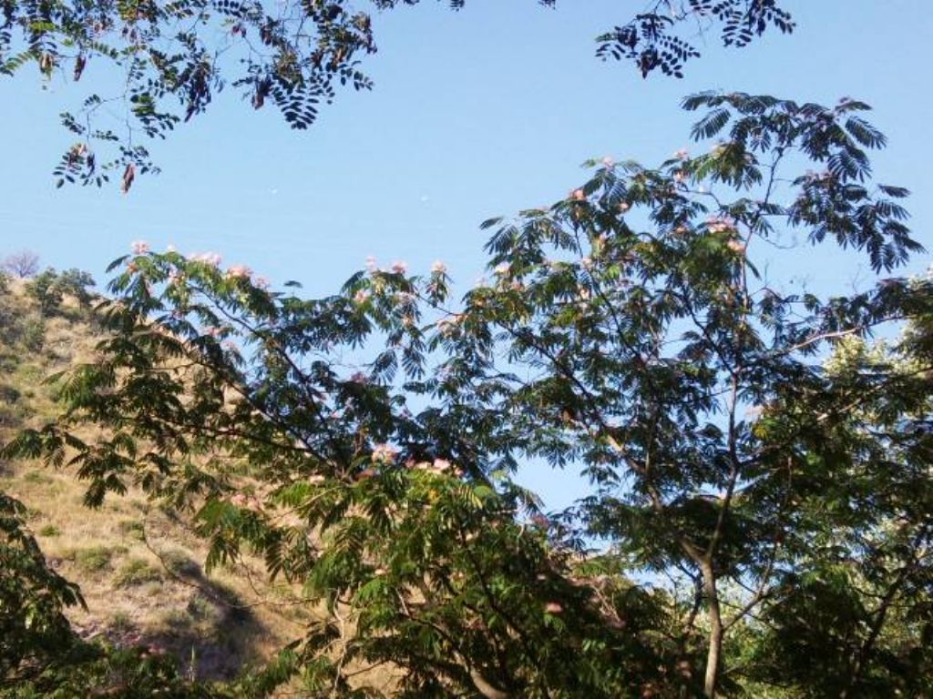 Albizia julibrissin