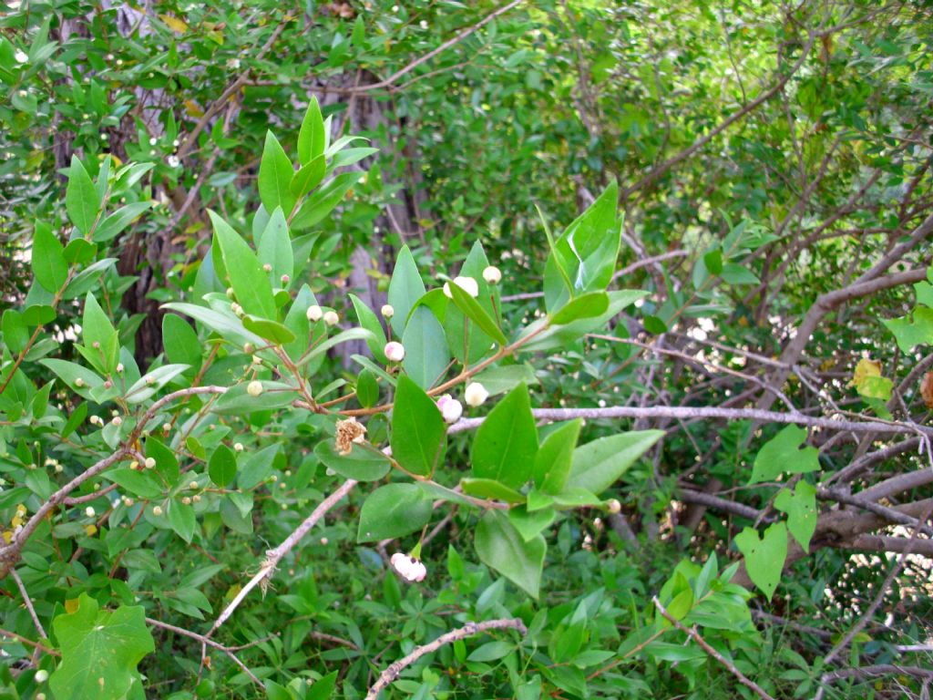 Myrtus communis