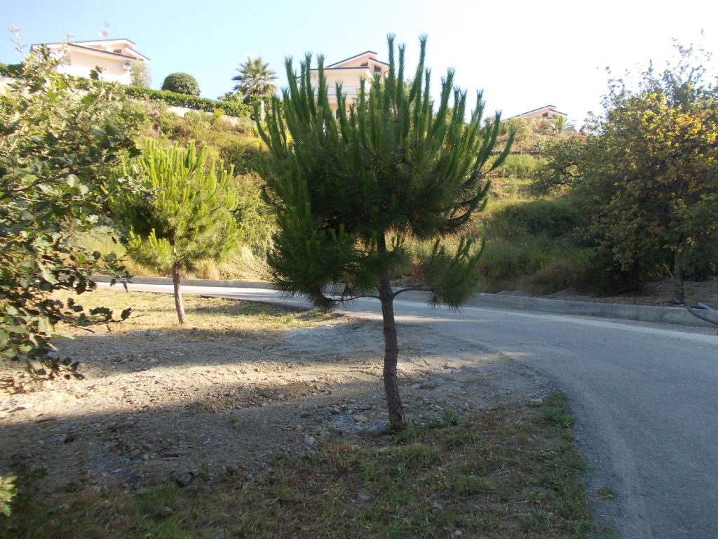 Giovane gimnosperma, specie? Pinus sp.