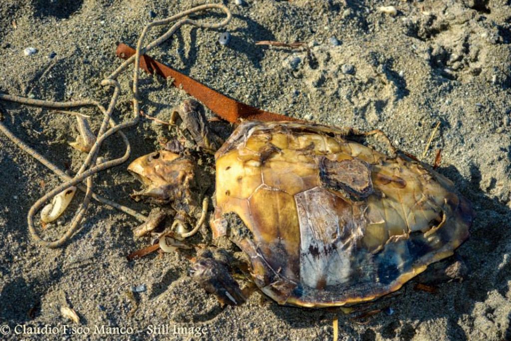 Giovane caretta caretta.