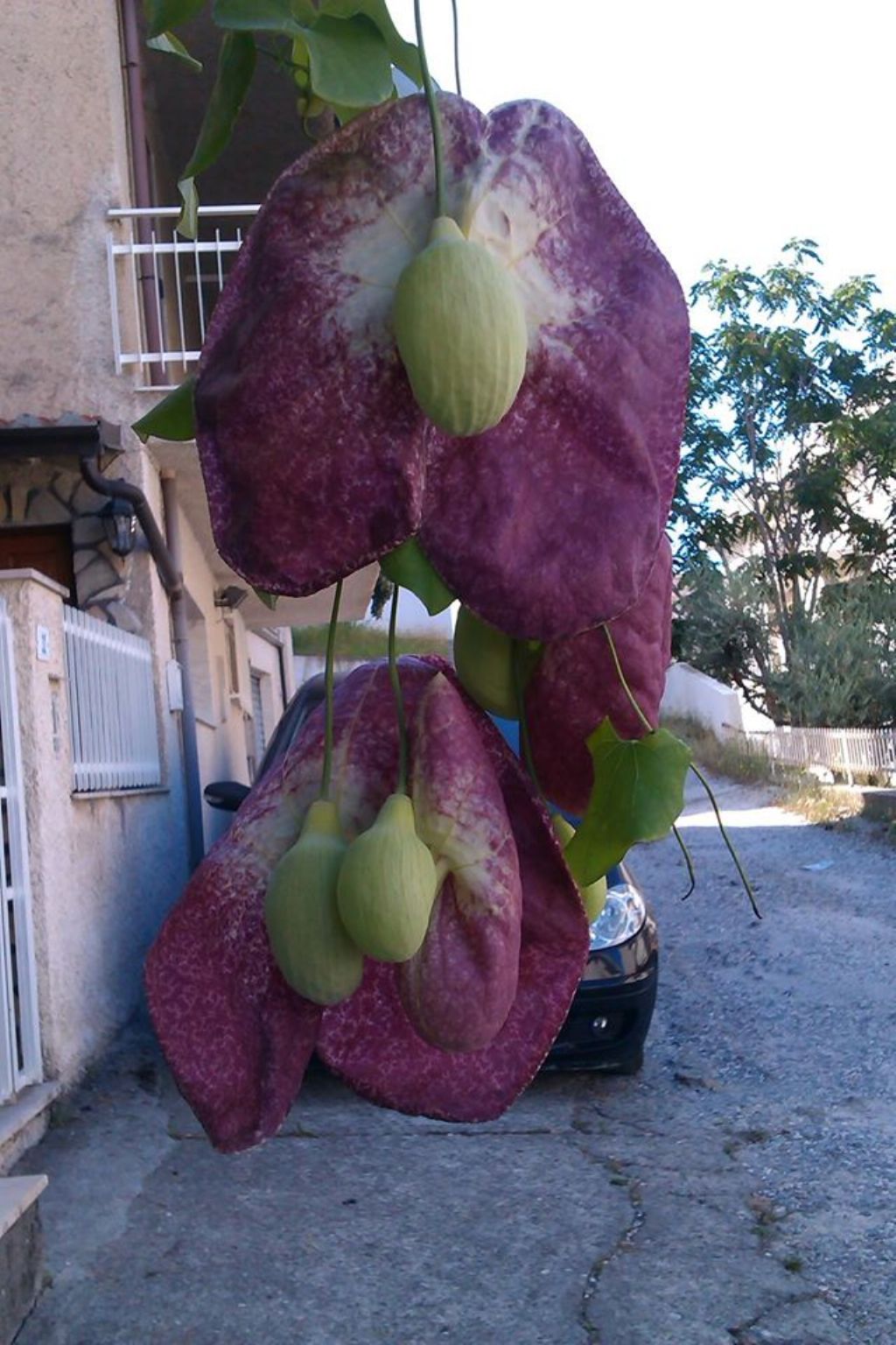 Aristolochia gigantea Mart.