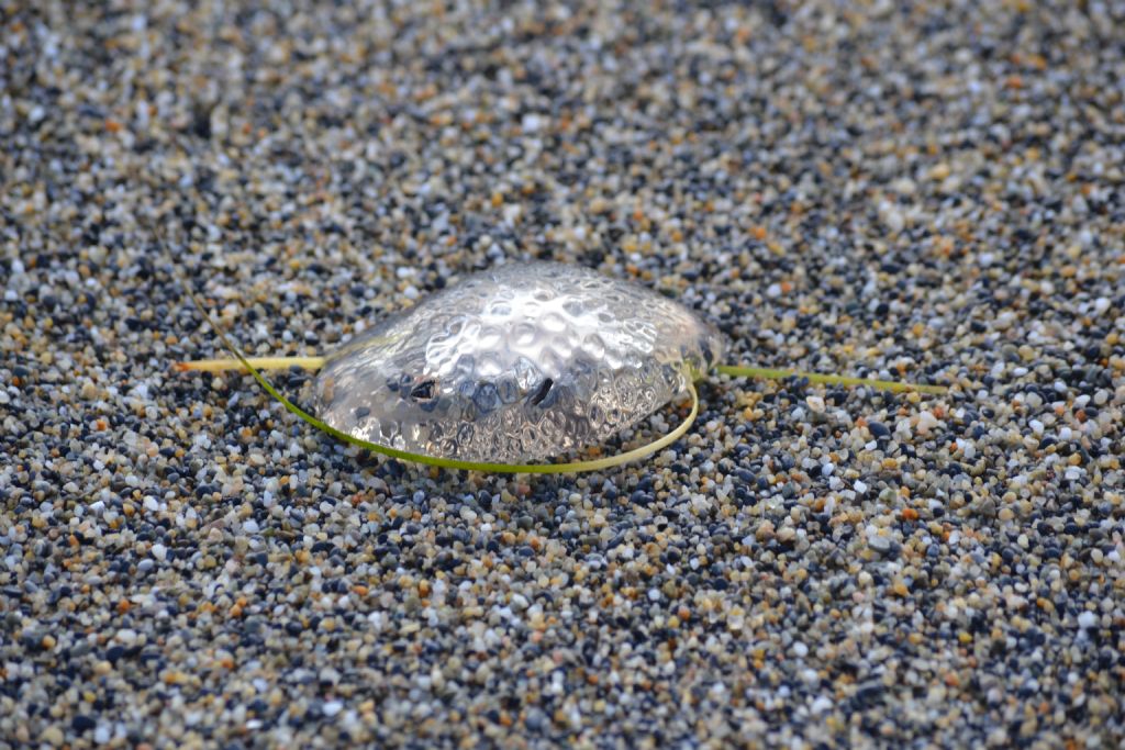 Quale specie di medusa?