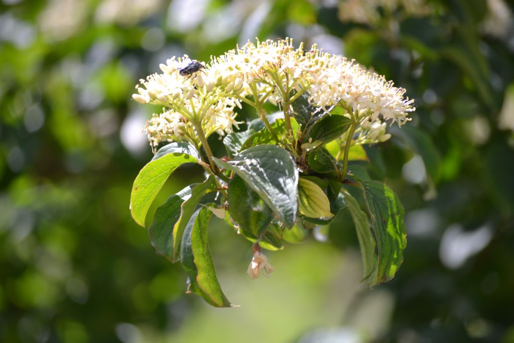 Cornus sanguinea e Rhamnus alaternus