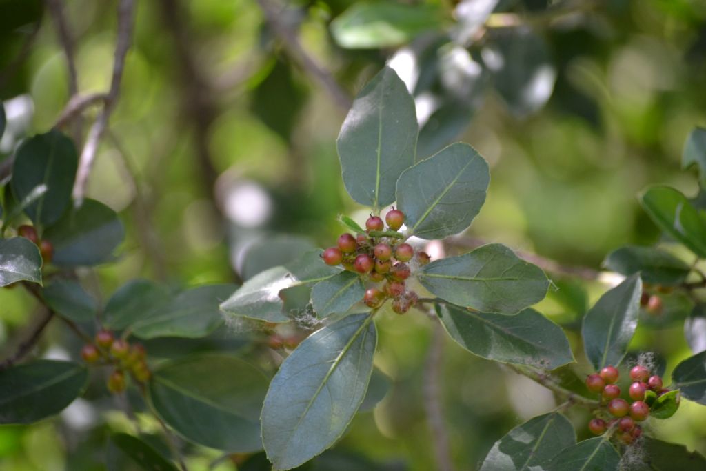 Cornus sanguinea e Rhamnus alaternus