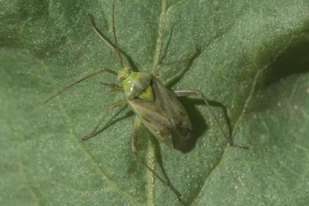 Miridae:  Reuterista instabilis, femmina